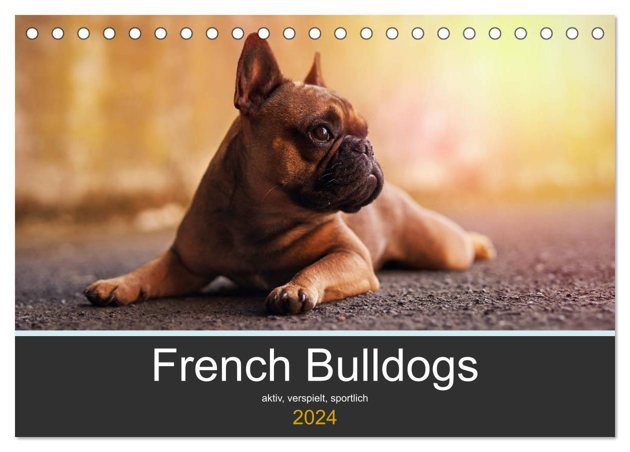 Cover: 9783383078842 | French Bulldog aktiv, verspielt, sportlich (Tischkalender 2024 DIN...