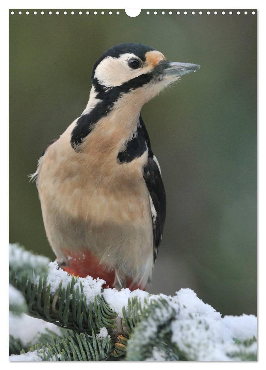 Bild: 9783457043295 | Vögel im heimischen Garten (Wandkalender 2025 DIN A3 hoch),...