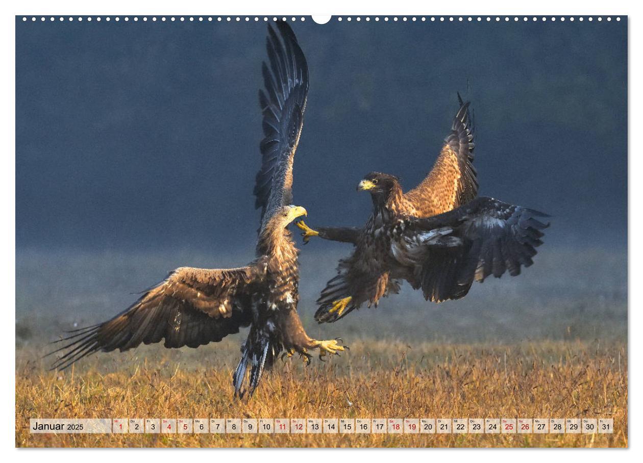 Bild: 9783435230105 | Majestätische Seeadler (Wandkalender 2025 DIN A2 quer), CALVENDO...