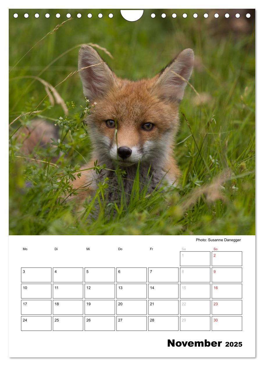 Bild: 9783457087008 | Rotfuchs - Impressionen (Wandkalender 2025 DIN A4 hoch), CALVENDO...