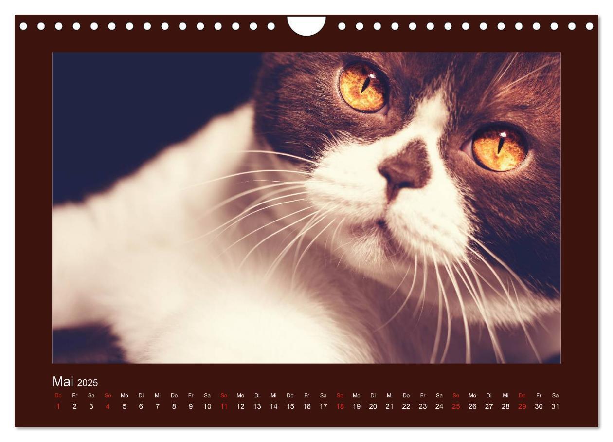 Bild: 9783435482917 | Britisch Kurzhaar Katzen - Poesie fürs Auge (Wandkalender 2025 DIN...