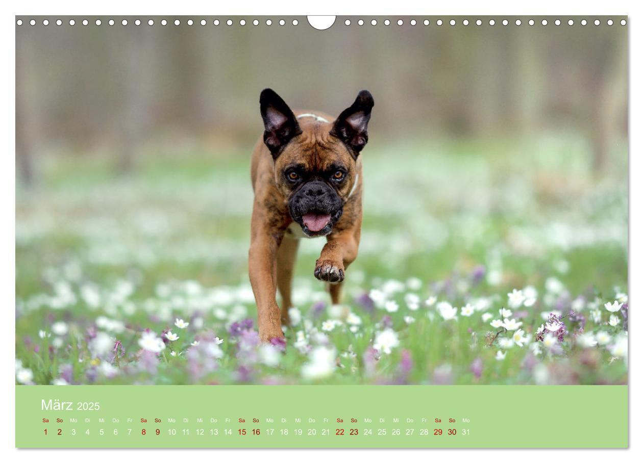 Bild: 9783383856235 | Fantastische Boxer - Sieger der Herzen (Wandkalender 2025 DIN A3...