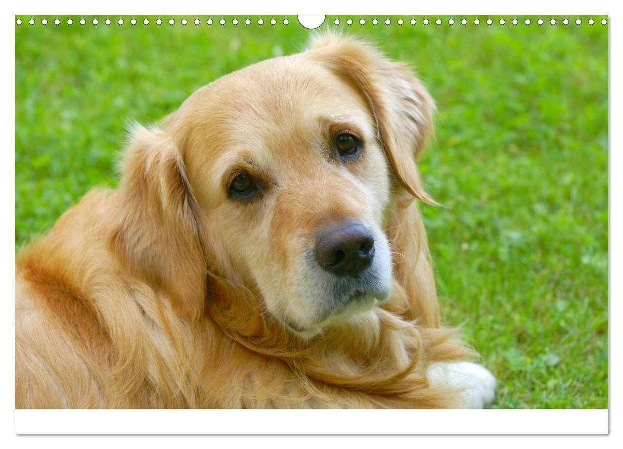 Bild: 9783435840663 | Golden Retriever Power (Wandkalender 2025 DIN A3 quer), CALVENDO...