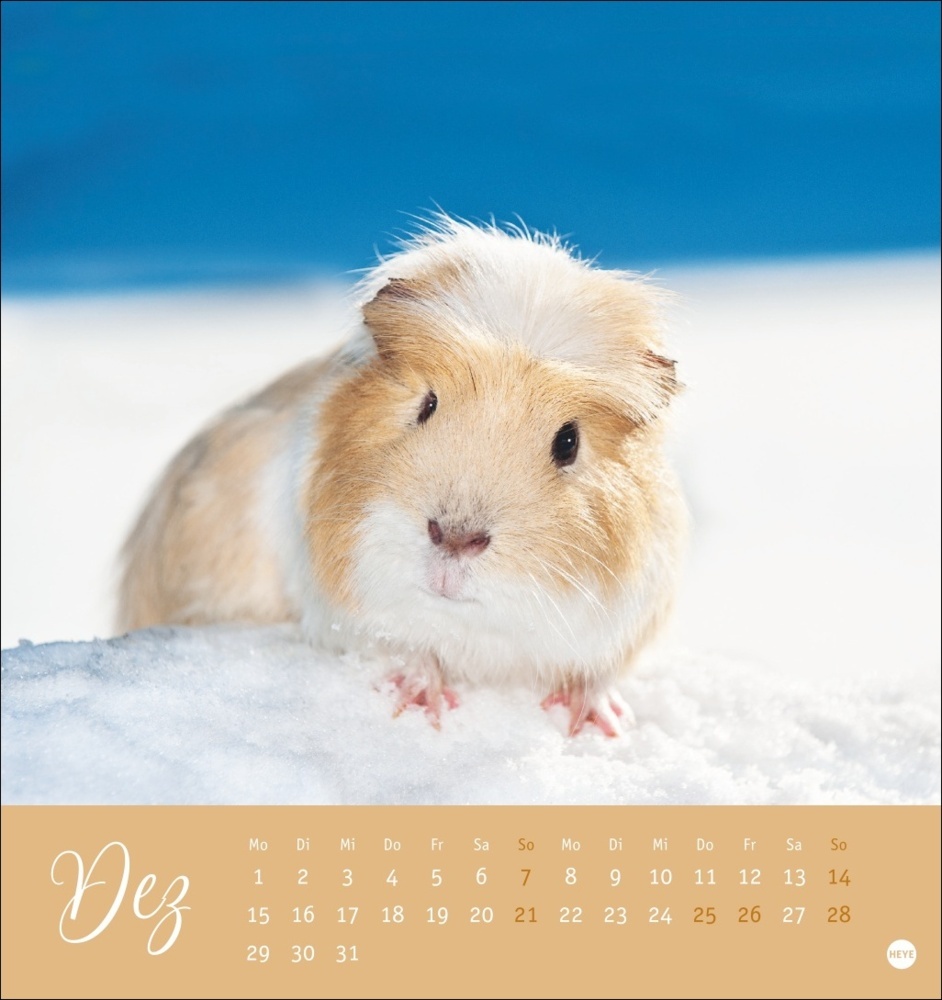 Bild: 9783756407101 | Kuschelige Meerschweinchen Postkartenkalender 2025 | Monika Wegler