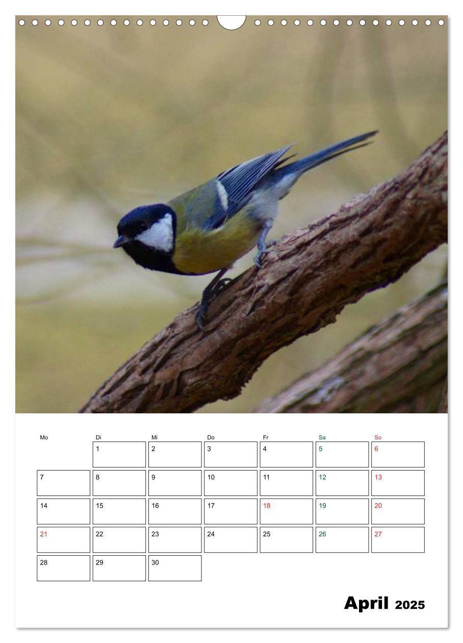 Bild: 9783457079669 | Heimische Singvögel (Wandkalender 2025 DIN A3 hoch), CALVENDO...