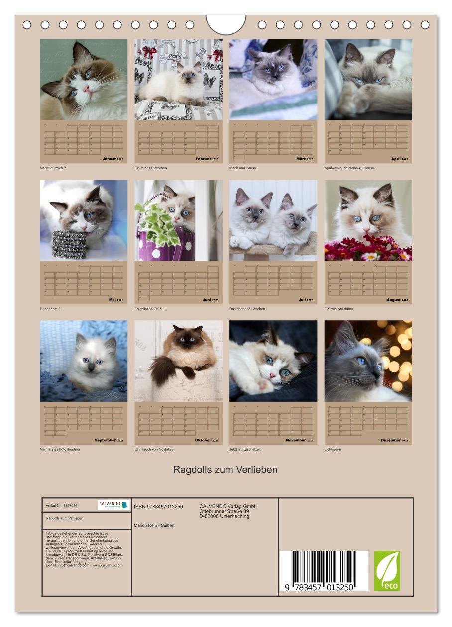 Bild: 9783457013250 | Ragdolls zum Verlieben (Wandkalender 2025 DIN A4 hoch), CALVENDO...