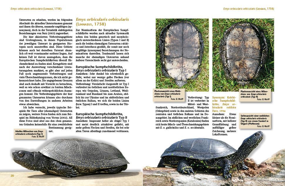 Bild: 9783866592896 | Europäische Sumpfschildkröten | Lebensweise, Haltung, Nachzucht | Buch