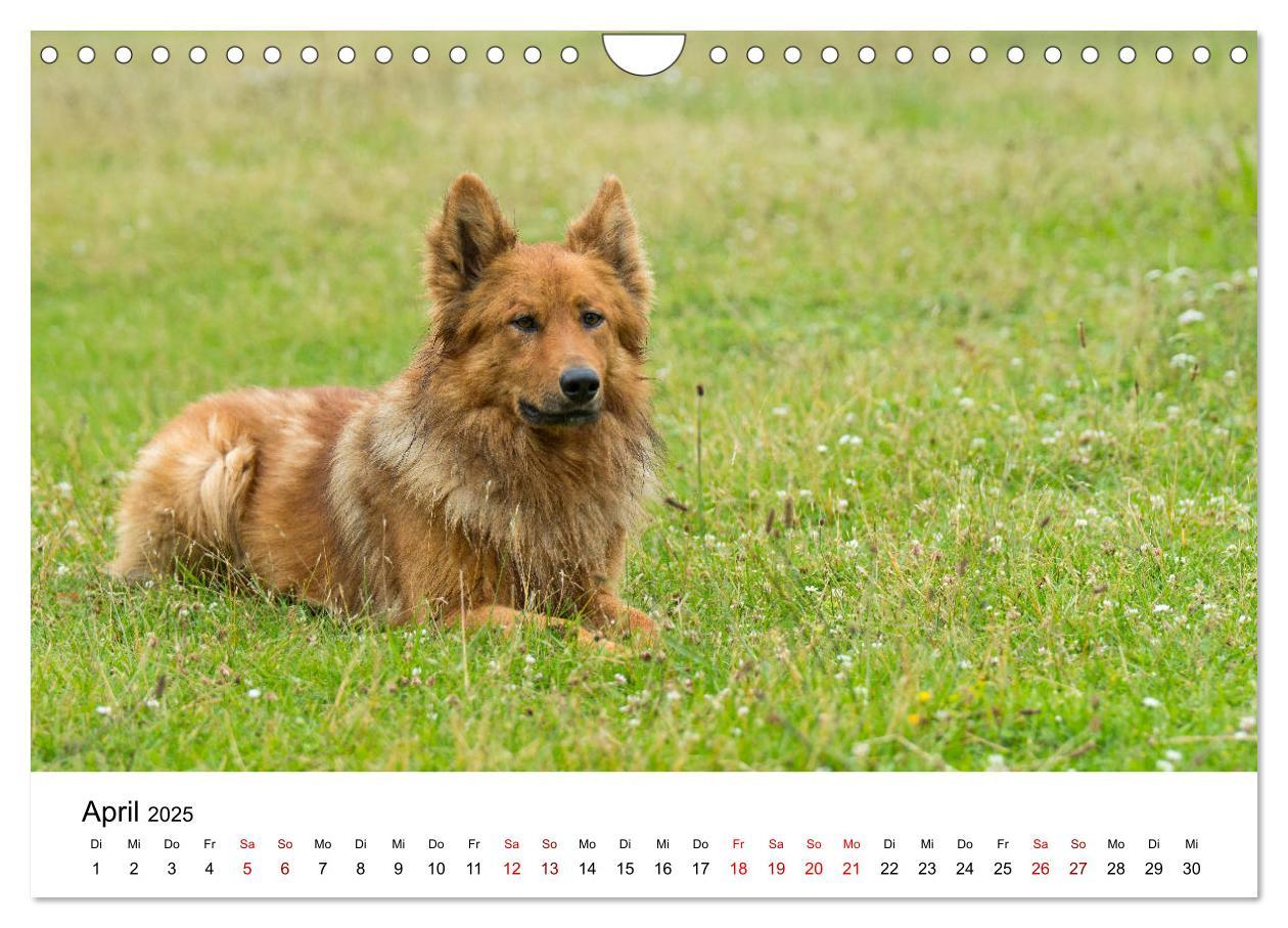 Bild: 9783435354375 | Alte Nutztierrassen 2025 (Wandkalender 2025 DIN A4 quer), CALVENDO...