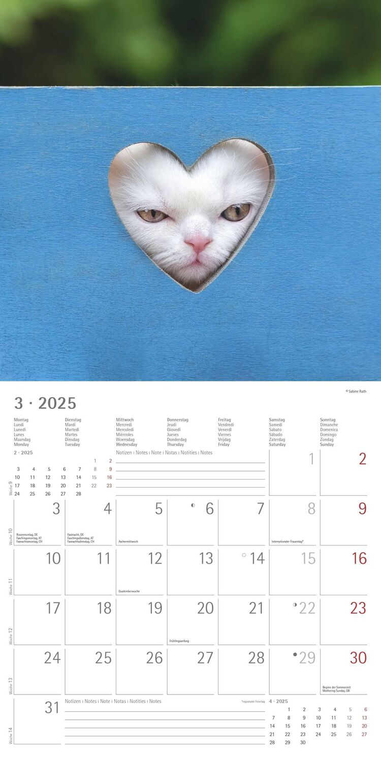 Bild: 4251732340827 | Funny Cats 2025 - Broschürenkalender 30x30 cm (30x60 geöffnet) -...