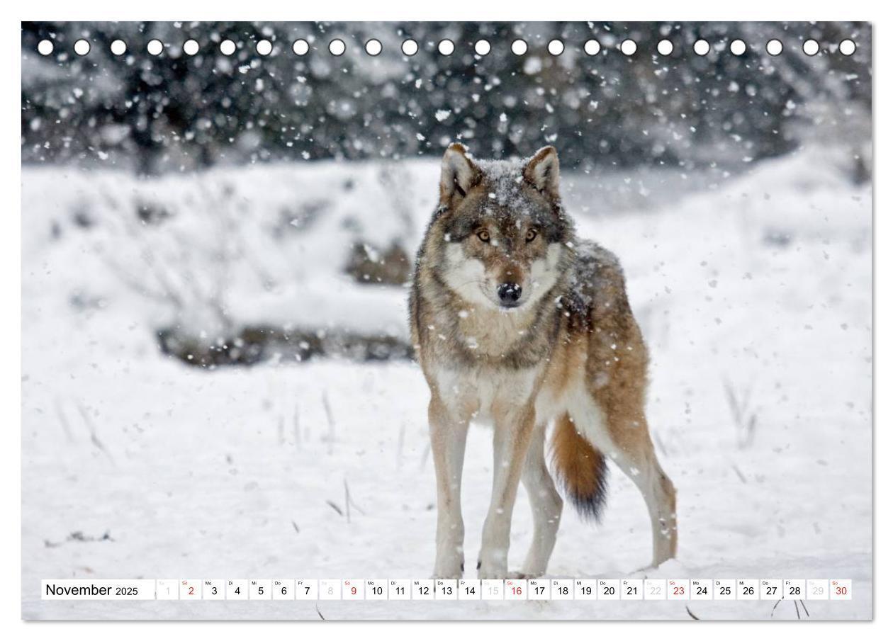 Bild: 9783435490035 | Mit dem Wolf durch's Jahr (Tischkalender 2025 DIN A5 quer),...