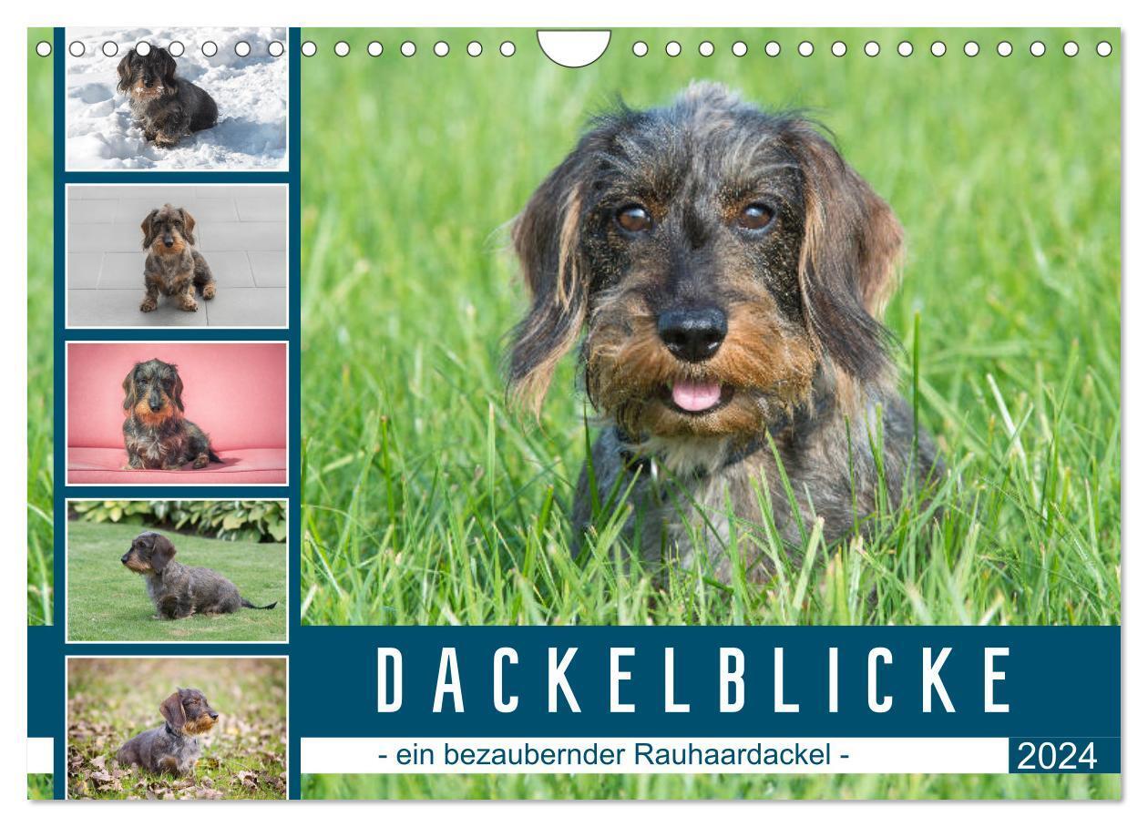 Cover: 9783675554221 | Dackelblicke - ein bezaubernder Rauhaardackel (Wandkalender 2024...