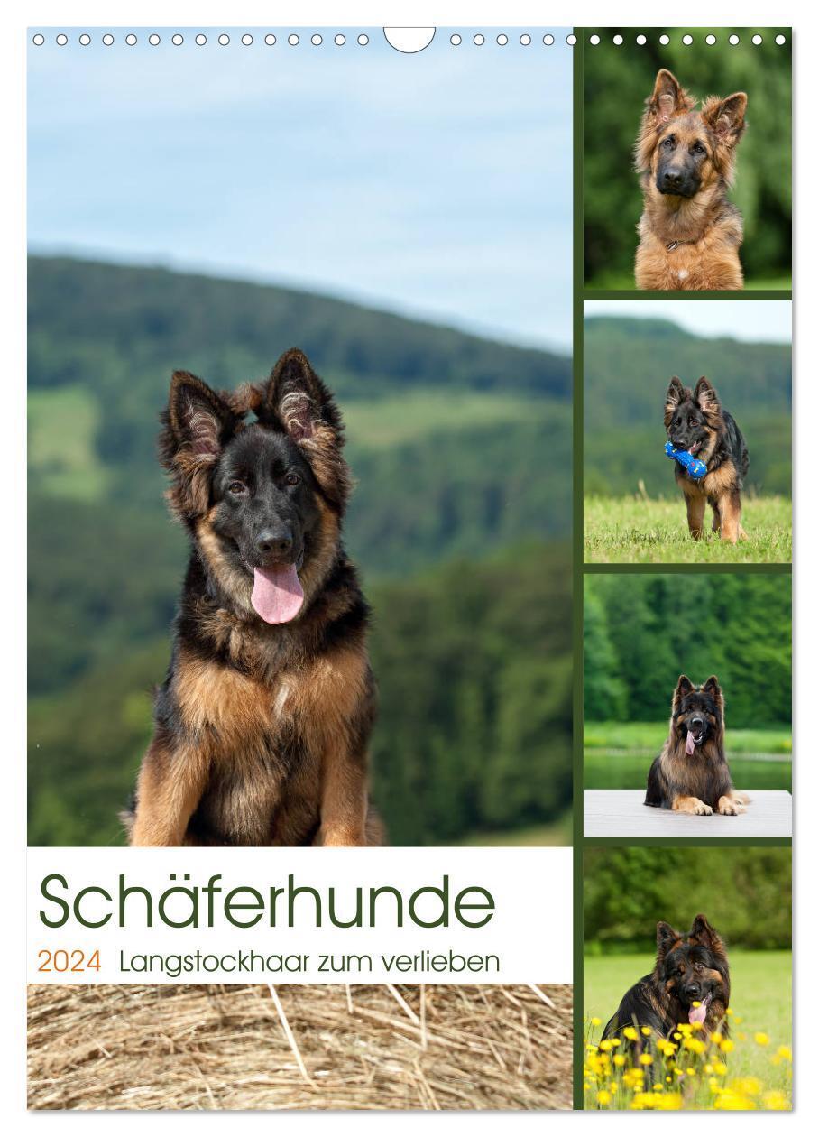 Cover: 9783675575592 | Schäferhunde Langstockhaar zum verlieben (Wandkalender 2024 DIN A3...