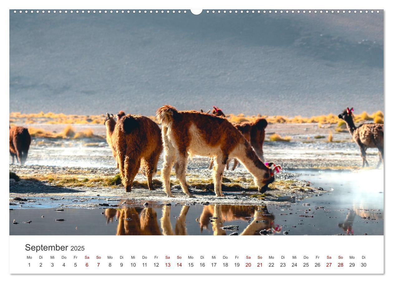 Bild: 9783435003068 | Lamas und Alpakas - Die weichen Neuweltkamele. (Wandkalender 2025...