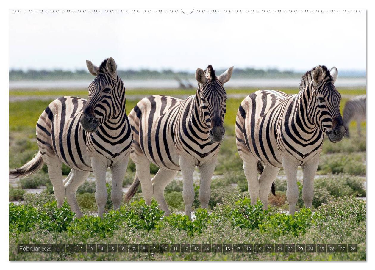 Bild: 9783435715558 | Namibia - Die Tierwelt (Wandkalender 2025 DIN A2 quer), CALVENDO...