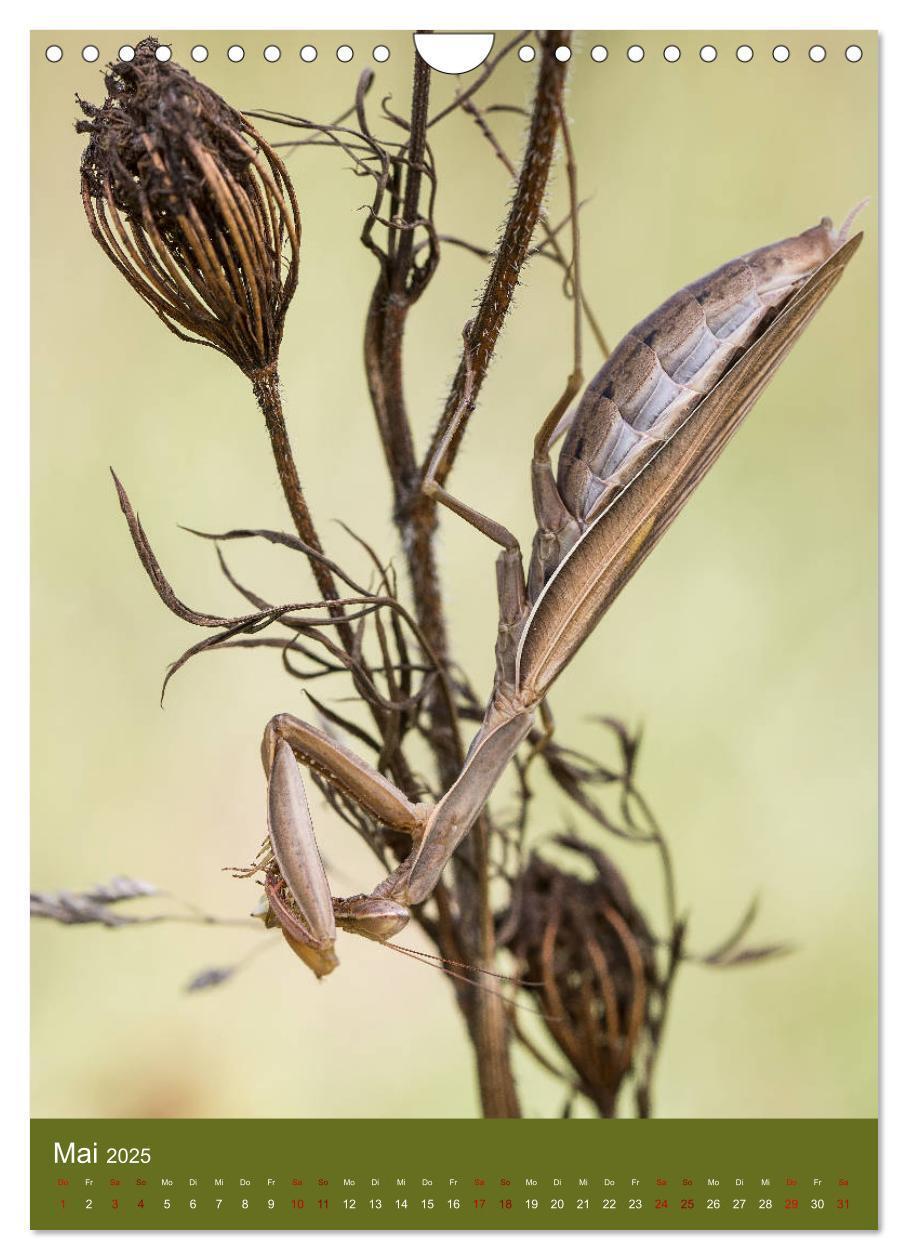 Bild: 9783435984558 | Die Gottesanbeterin. Räuber der Insektenwelt. (Wandkalender 2025...