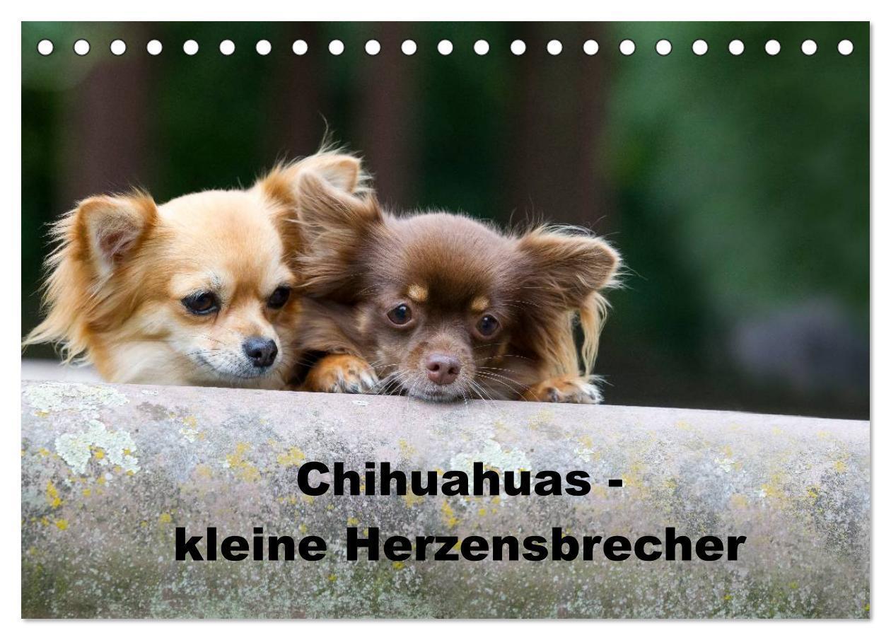 Cover: 9783675589827 | Chihuahuas - kleine Herzensbrecher (Tischkalender 2024 DIN A5...