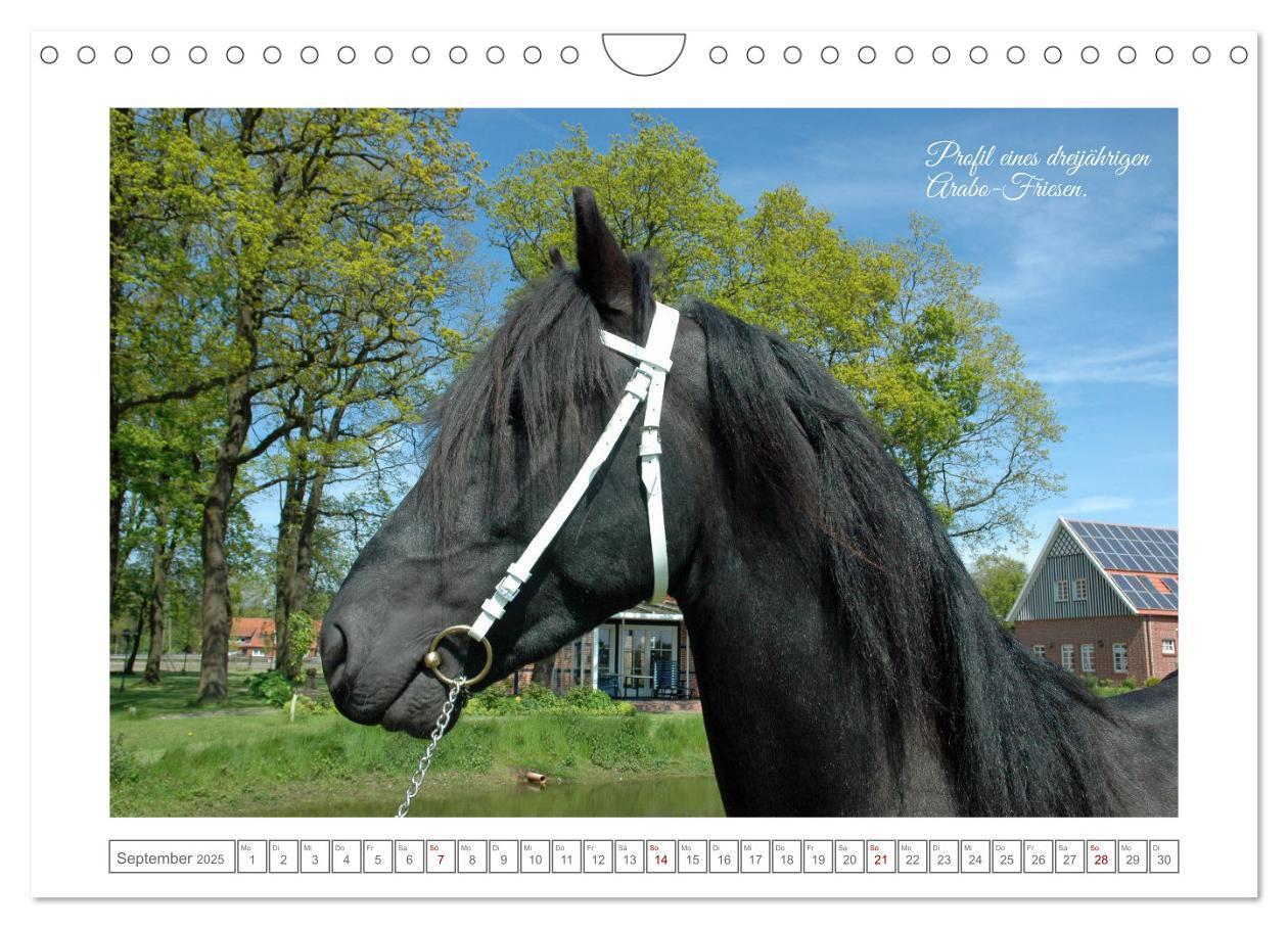 Bild: 9783383869808 | Friesen - elegant und kraftvoll (Wandkalender 2025 DIN A4 quer),...