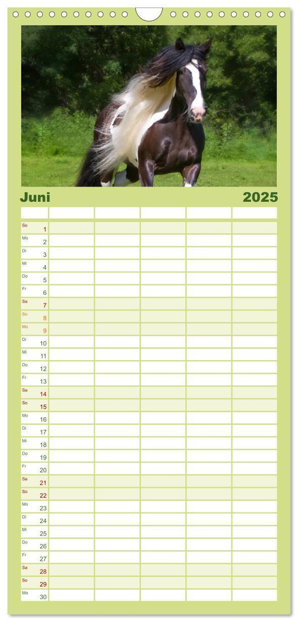 Bild: 9783457113738 | Familienplaner 2025 - Irish Tinker mit 5 Spalten (Wandkalender, 21...