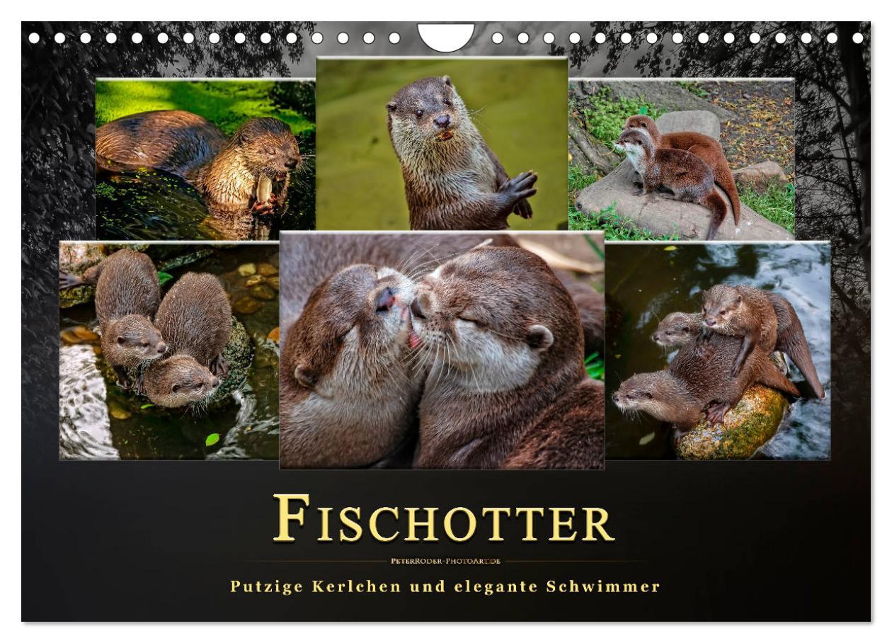 Cover: 9783435377145 | Fischotter - putzige Kerlchen und elegante Schwimmer (Wandkalender...