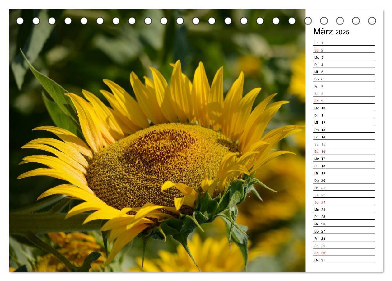 Bild: 9783435475797 | Ein Jahr lang Sonnenblumen (Tischkalender 2025 DIN A5 quer),...