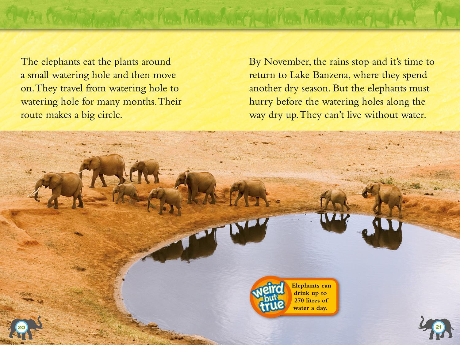 Bild: 9780008266813 | Elephants | Level 4 | Laura Marsh (u. a.) | Taschenbuch | Englisch