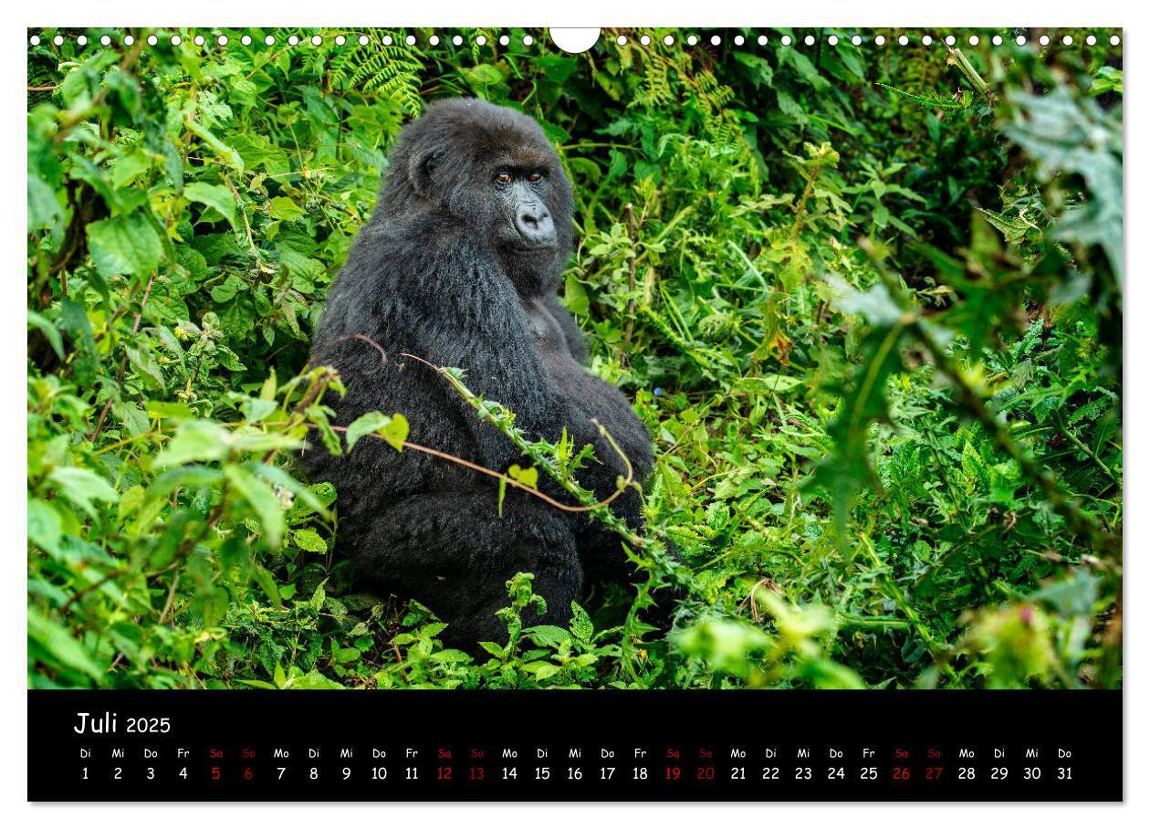 Bild: 9783435119387 | Berggorillas: die bedrohten Riesen (Wandkalender 2025 DIN A3 quer),...