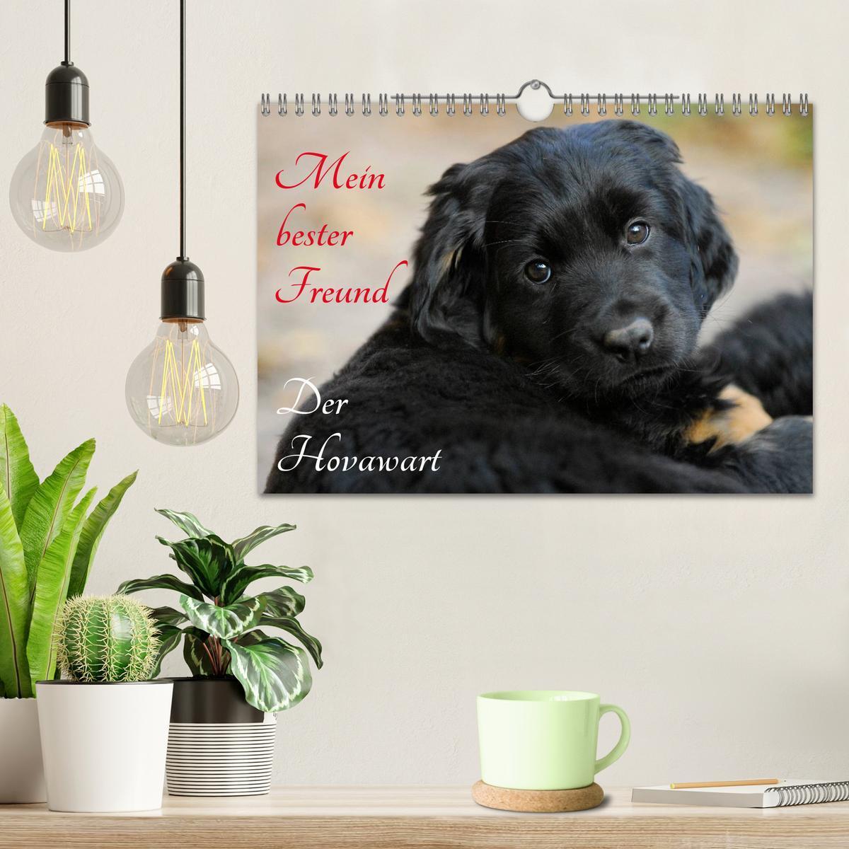 Bild: 9783435570690 | Mein bester Freund - Der Hovawart (Wandkalender 2025 DIN A4 quer),...