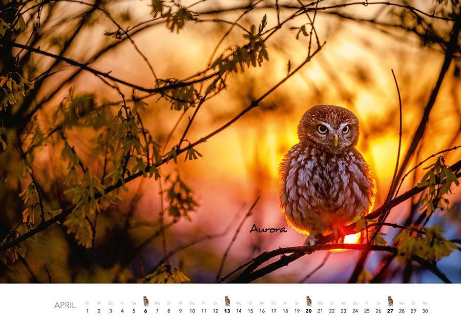 Bild: 9783966648141 | Eulen Kalender 2025 | Der Tierkalender mit den charmanten Namen | 2025