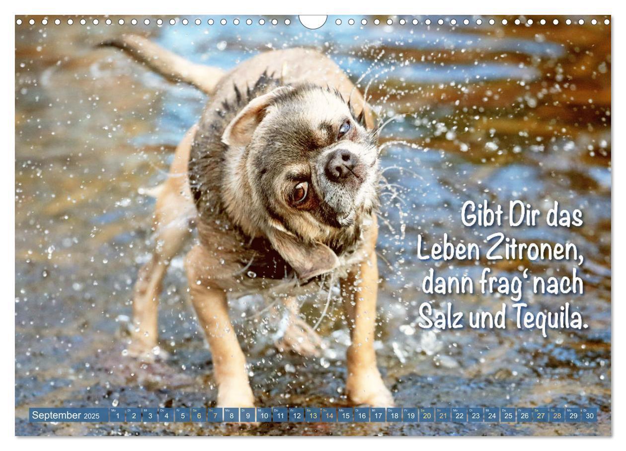 Bild: 9783457199817 | Chihuahua: Kleine Hunde, aber oho (Wandkalender 2025 DIN A3 quer),...