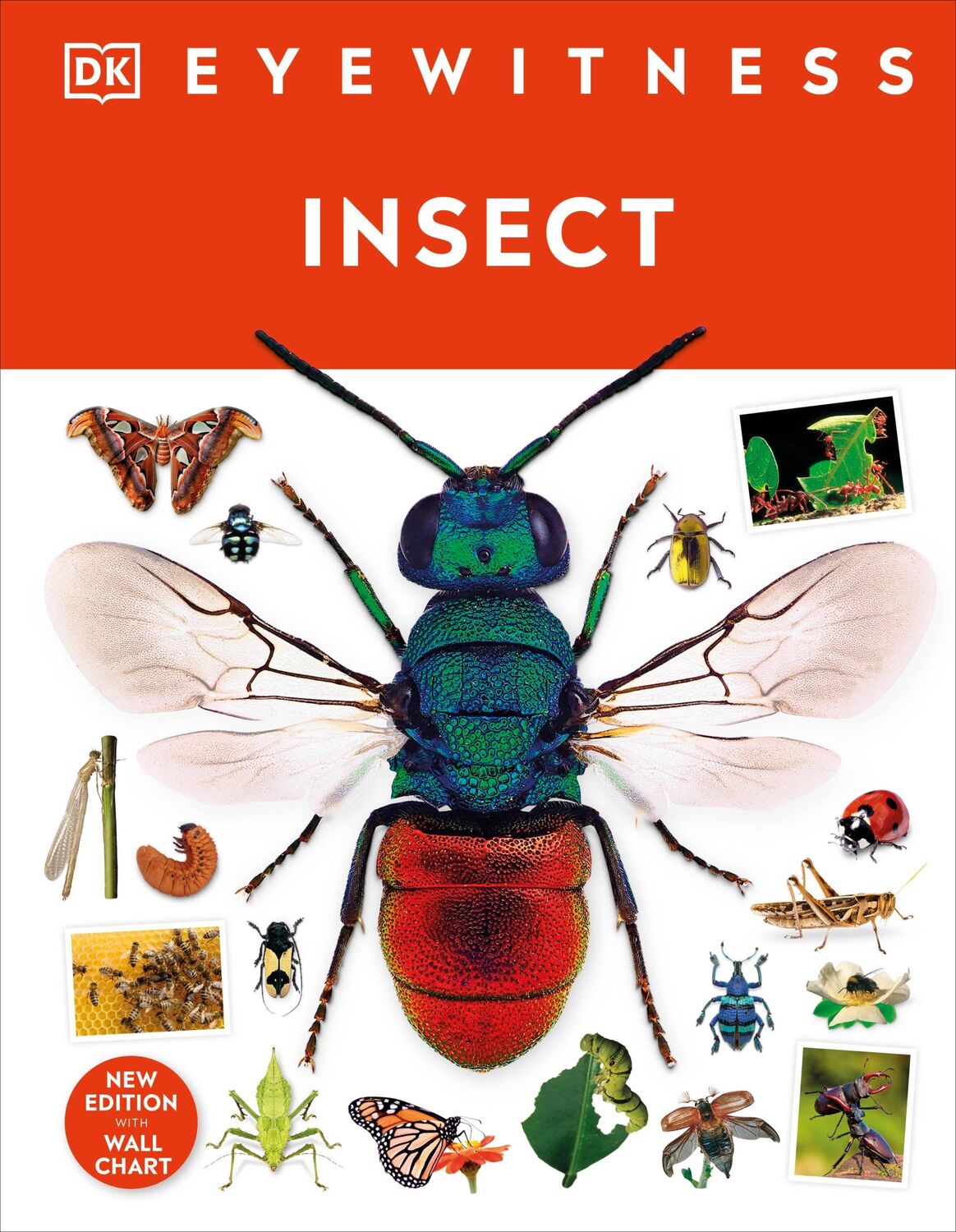 Cover: 9780241617311 | Insect | Dk | Buch | Gebunden | Englisch | 2023 | EAN 9780241617311