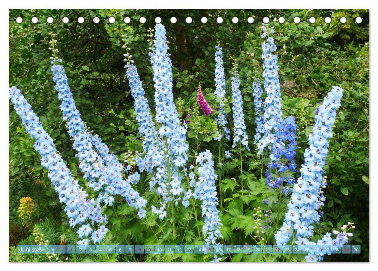 Bild: 9783435171576 | Beschwingte Blumenwelt (Tischkalender 2025 DIN A5 quer), CALVENDO...