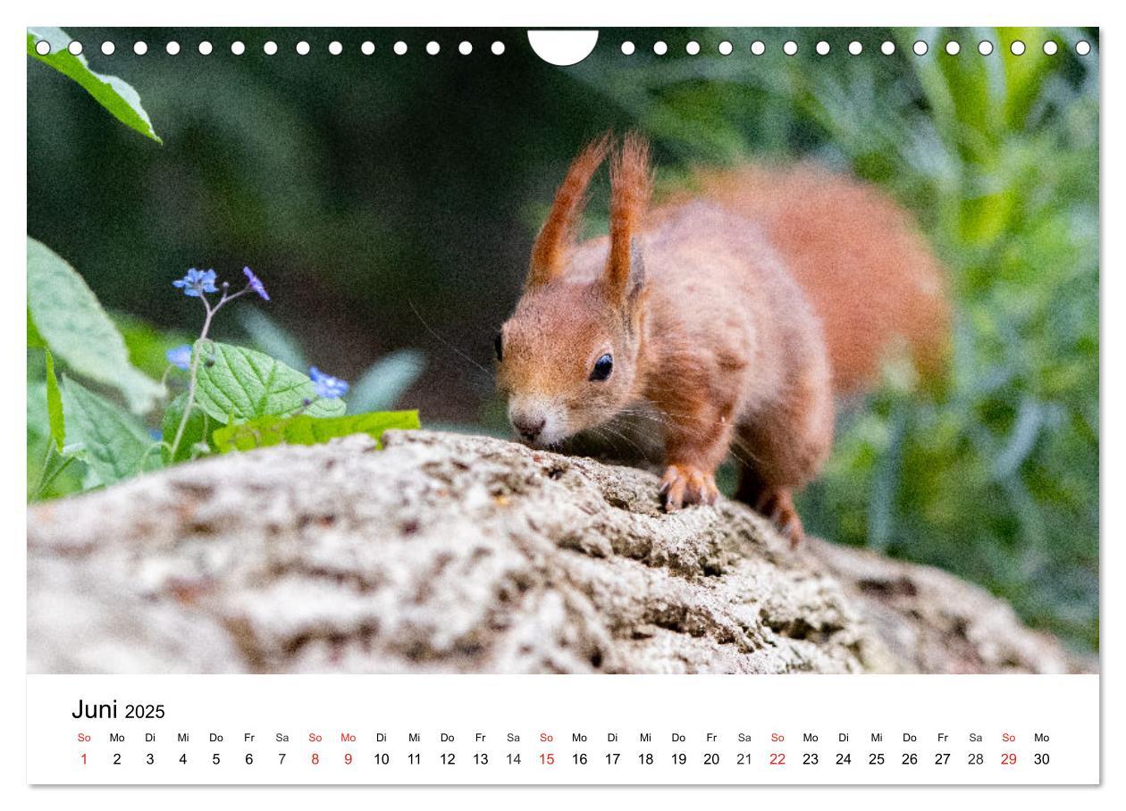 Bild: 9783435584390 | Eichhörnchen - Kleine Kobolde im Roten Pelz (Wandkalender 2025 DIN...