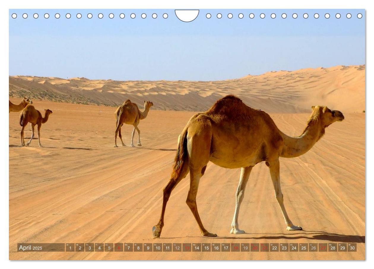 Bild: 9783435724765 | Oman - Eine Bilder-Reise (Wandkalender 2025 DIN A4 quer), CALVENDO...