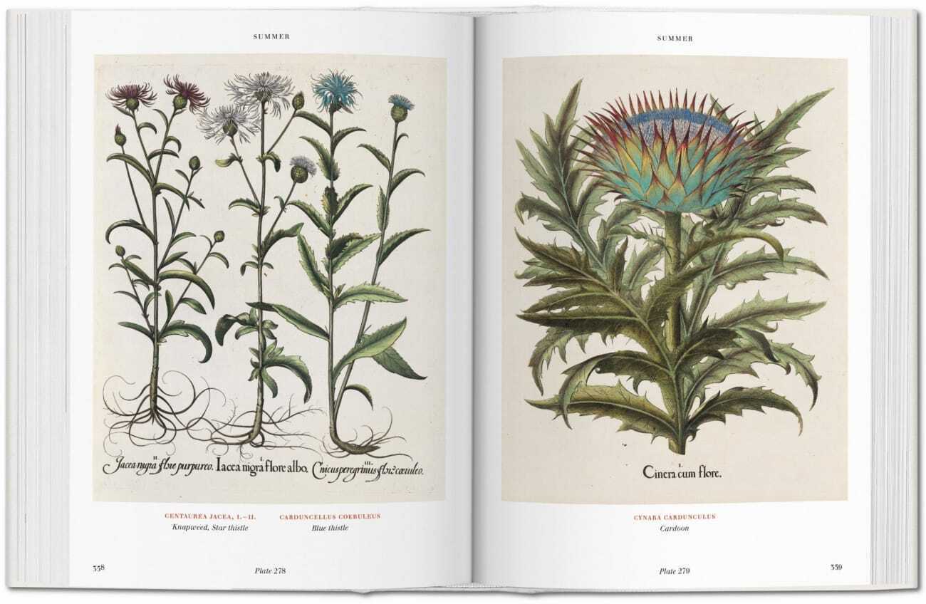 Bild: 9783836557863 | Basilius Besler. L'Herbier. Hortus Eystettensis | Littger (u. a.)