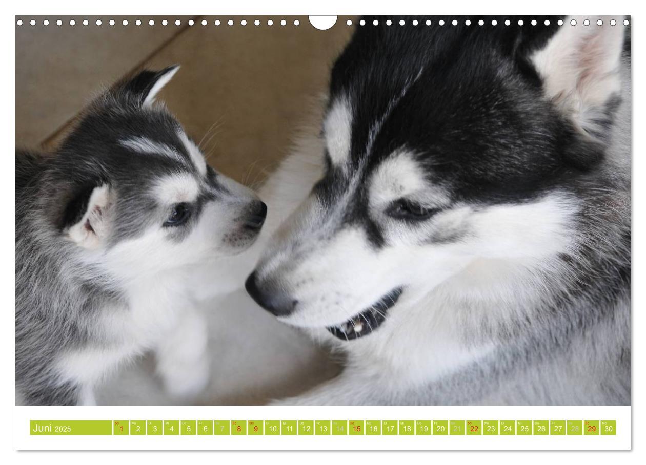 Bild: 9783435747856 | Siberian Husky - der Urtyp (Wandkalender 2025 DIN A3 quer),...