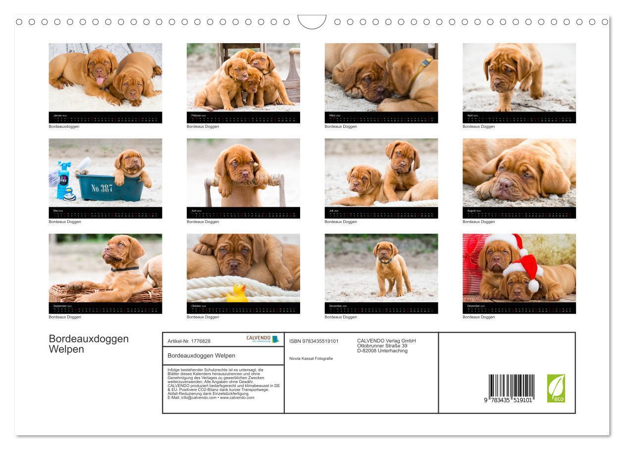 Bild: 9783435519101 | Bordeauxdoggen Welpen (Wandkalender 2025 DIN A3 quer), CALVENDO...