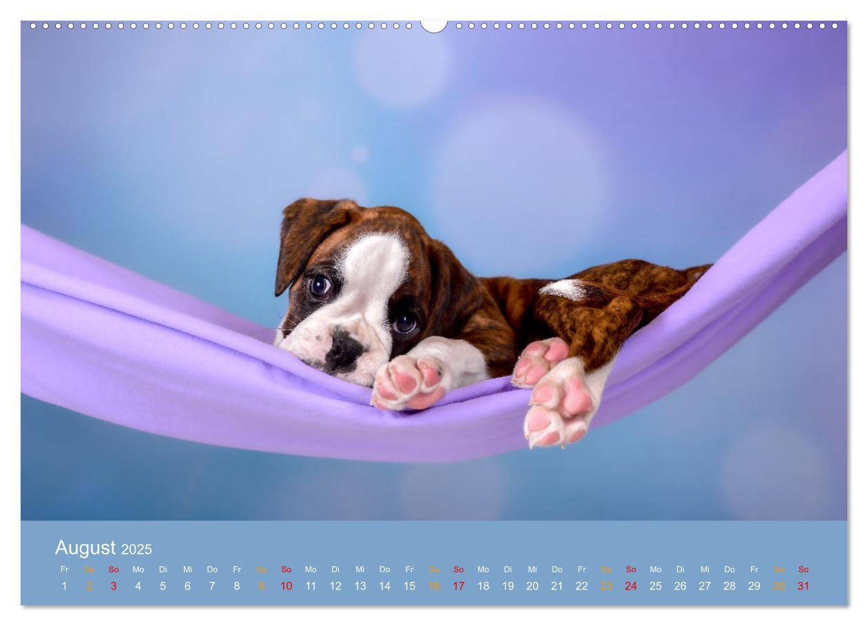 Bild: 9783457226254 | Boxer Welpen einfach zuckersüß (hochwertiger Premium Wandkalender...