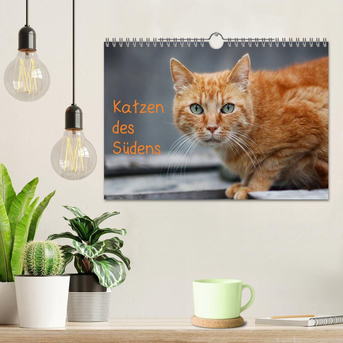 Bild: 9783435787975 | Katzen des Südens (Wandkalender 2025 DIN A4 quer), CALVENDO...