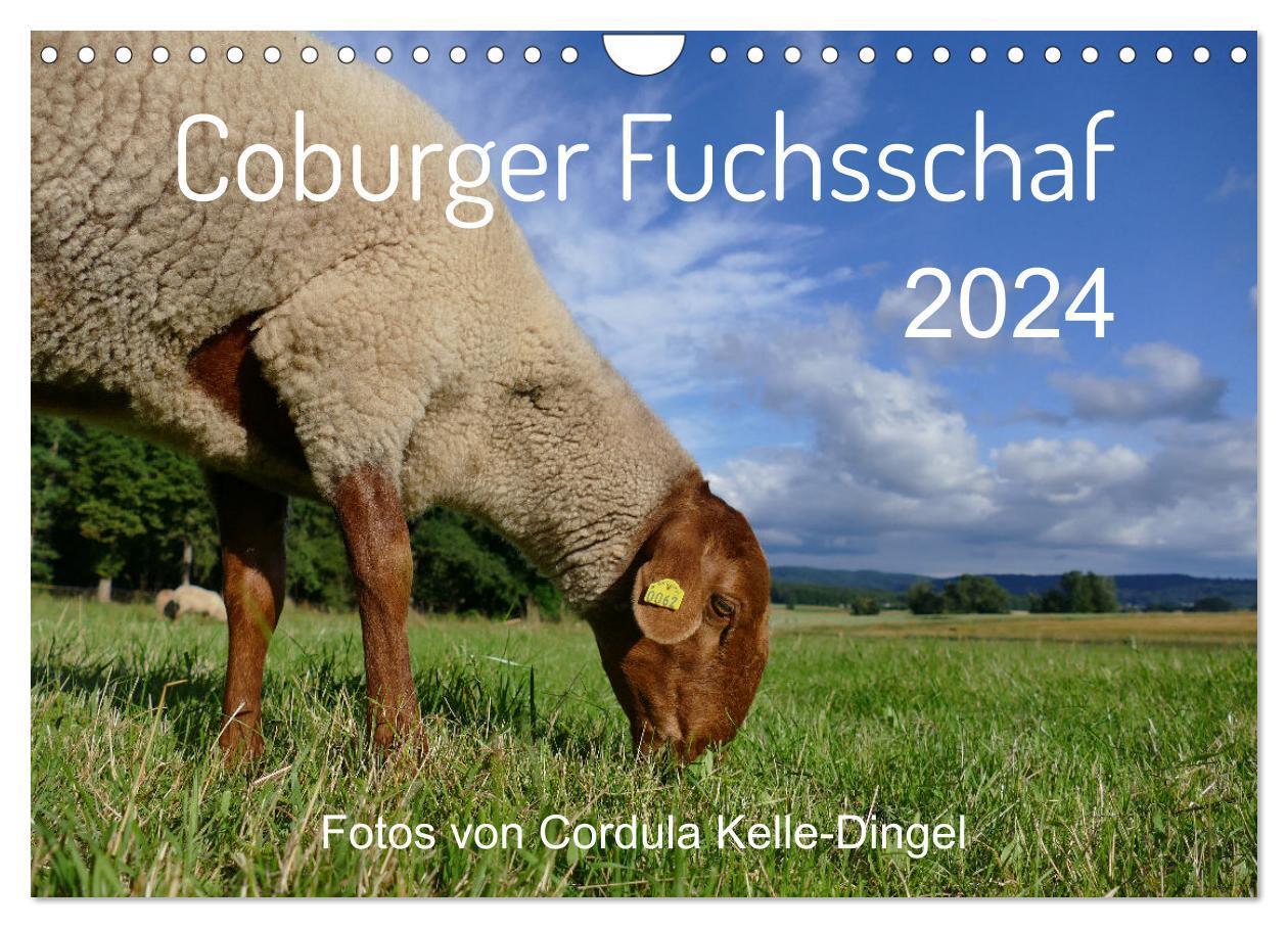 Cover: 9783383723056 | Coburger Fuchsschaf (Wandkalender 2024 DIN A4 quer), CALVENDO...