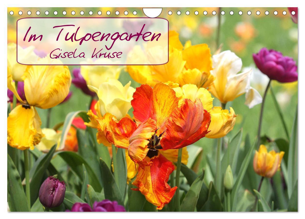 Cover: 9783435238279 | Im Tulpengarten (Wandkalender 2025 DIN A4 quer), CALVENDO...