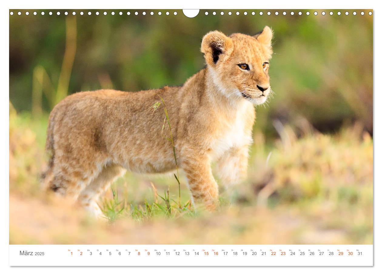 Bild: 9783435291960 | Safari Kenia (Wandkalender 2025 DIN A3 quer), CALVENDO Monatskalender