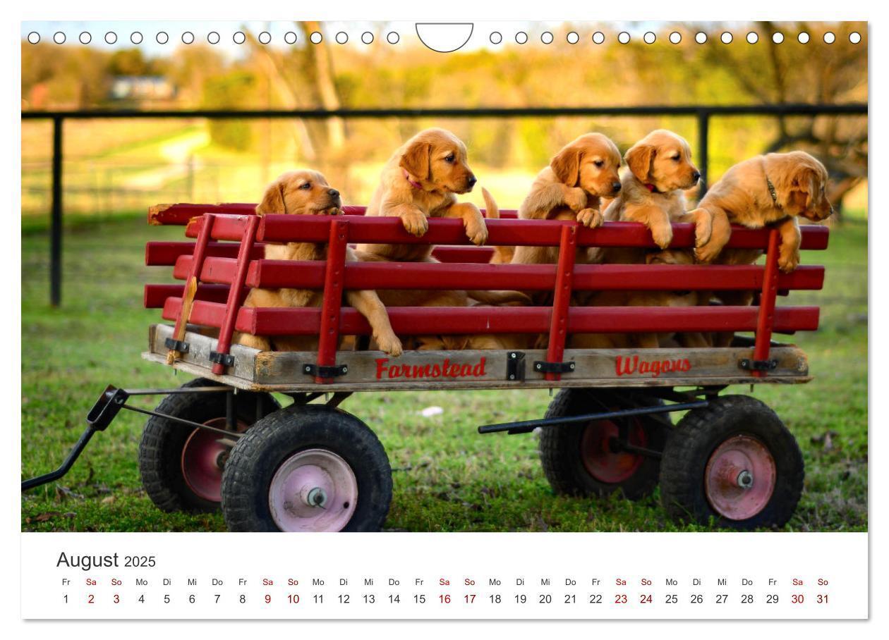 Bild: 9783383942235 | Golden Retriever - Die treuen Begleiter. (Wandkalender 2025 DIN A4...