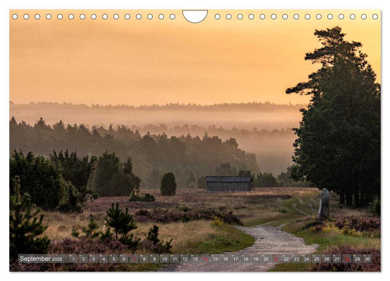 Bild: 9783383841361 | Die Lüneburger Heide - In voller Blüte (Wandkalender 2025 DIN A4...