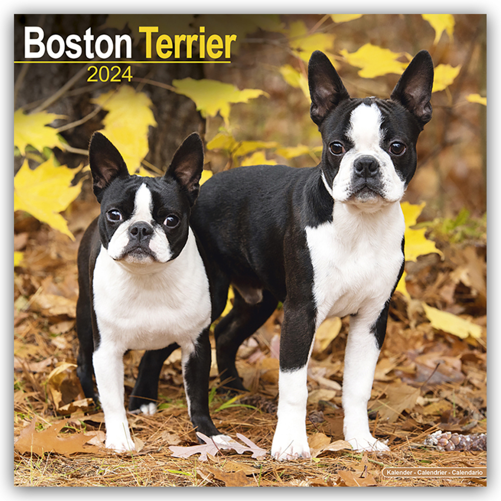 Cover: 9781804600191 | Boston Terrier 2024 - 16-Monatskalender | Avonside Publishing Ltd
