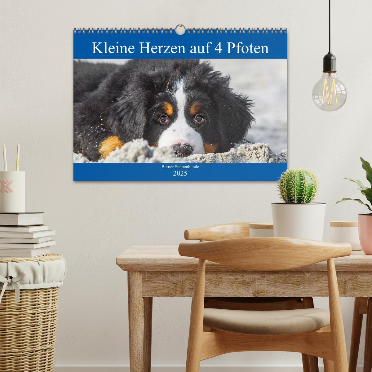 Bild: 9783435215331 | Kleine Herzen auf 4 Pfoten - Berner Sennenhunde (Wandkalender 2025...