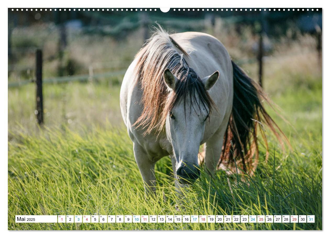 Bild: 9783435171699 | Durch das Jahr mit dem Connemara Pony Holly (Wandkalender 2025 DIN...