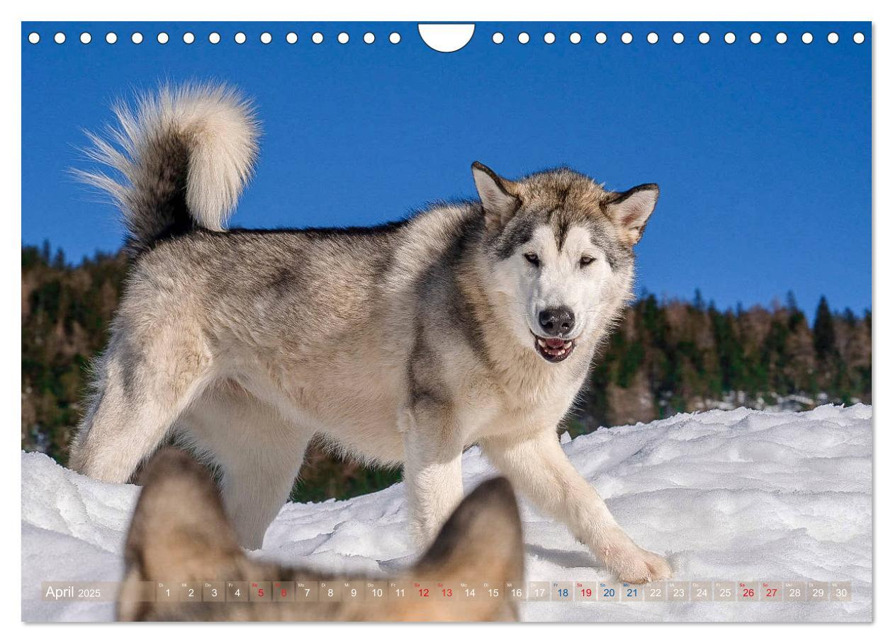 Bild: 9783435214730 | Alaskan Malamute in seinem Element (Wandkalender 2025 DIN A4 quer),...