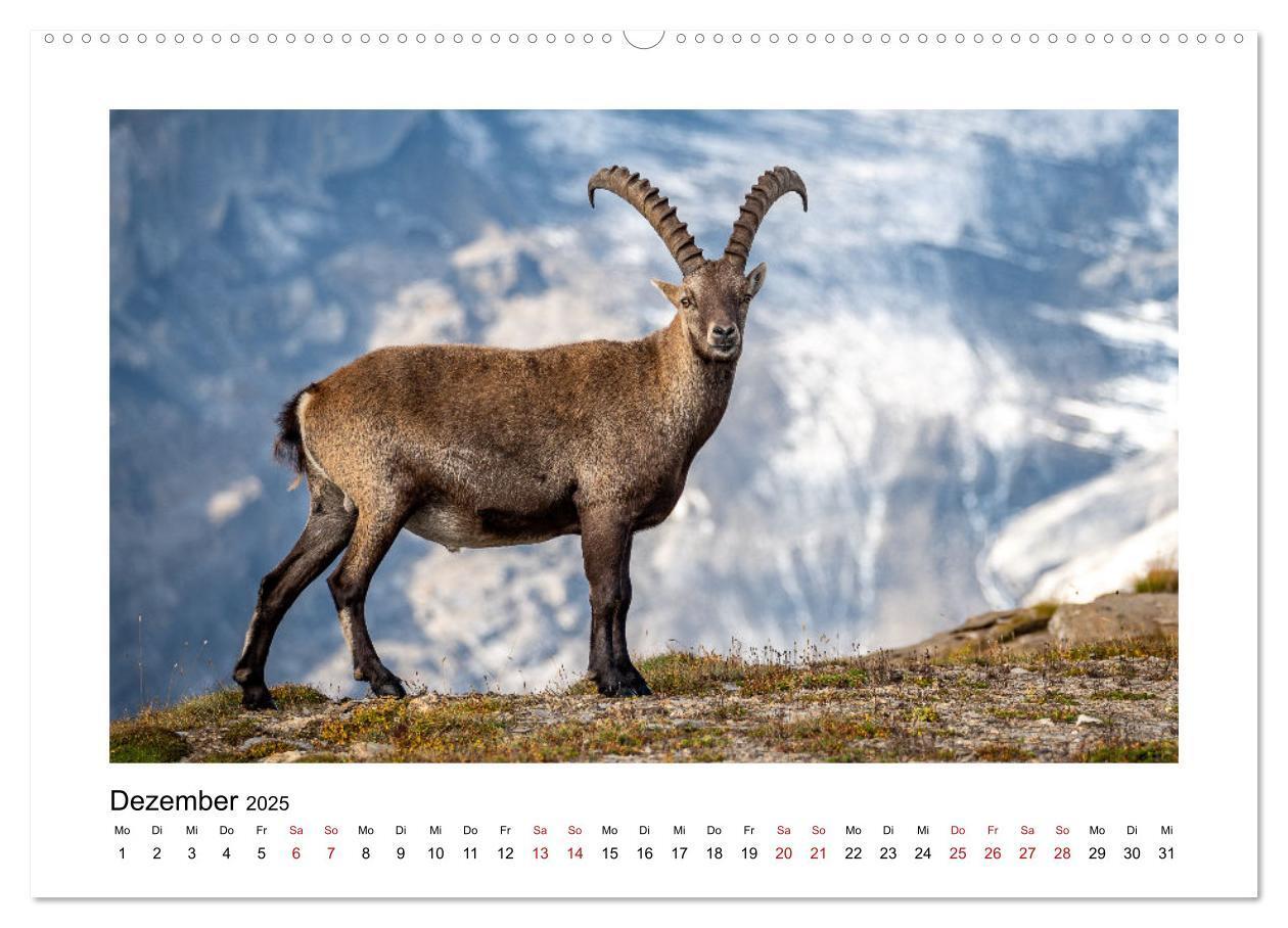 Bild: 9783383907562 | Steinböcke - Die Könige der Alpen (Wandkalender 2025 DIN A2 quer),...