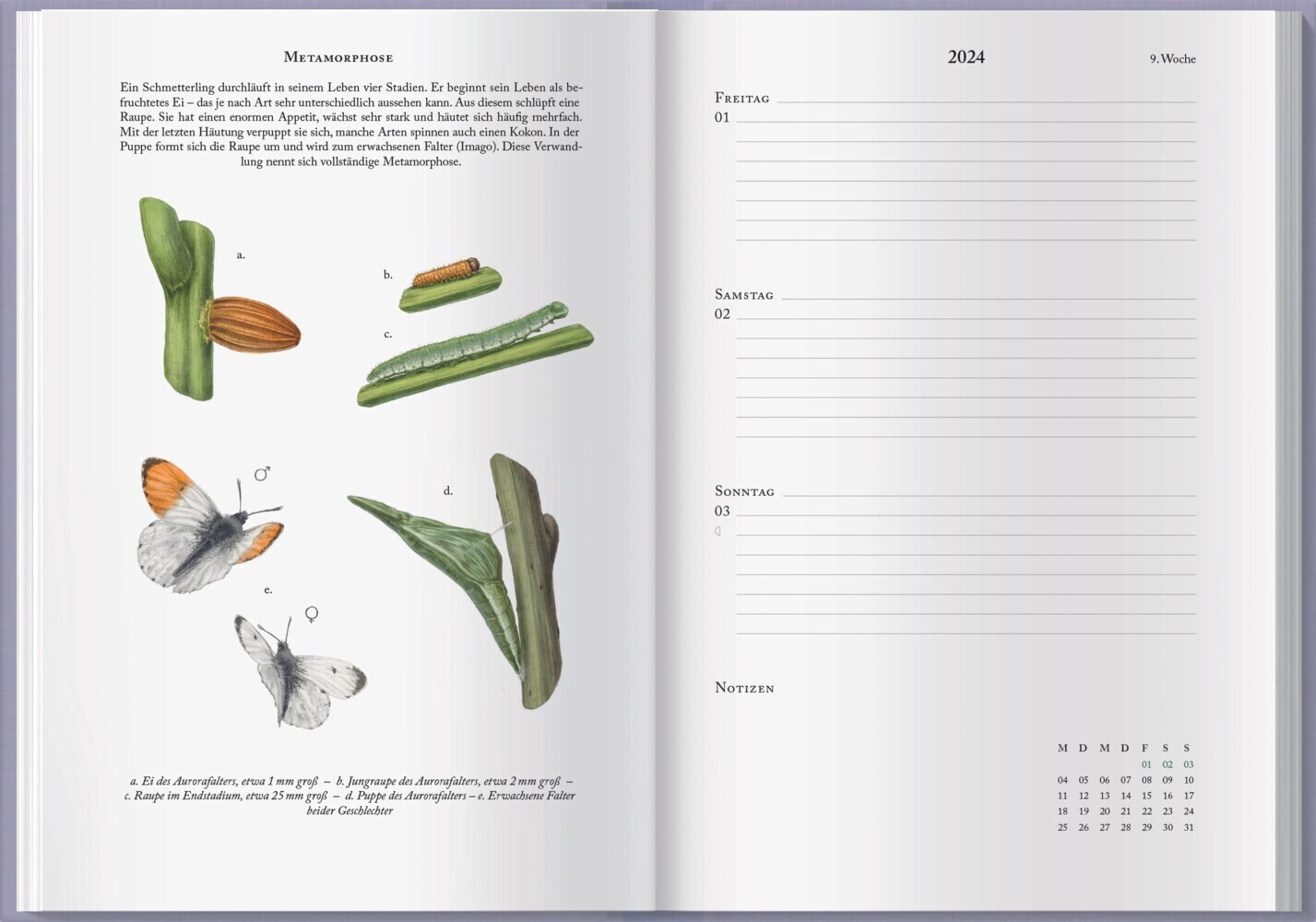 Bild: 9783784357614 | Schmetterlingskalender 2024 | Lena Zeise | Kalender | 160 S. | Deutsch