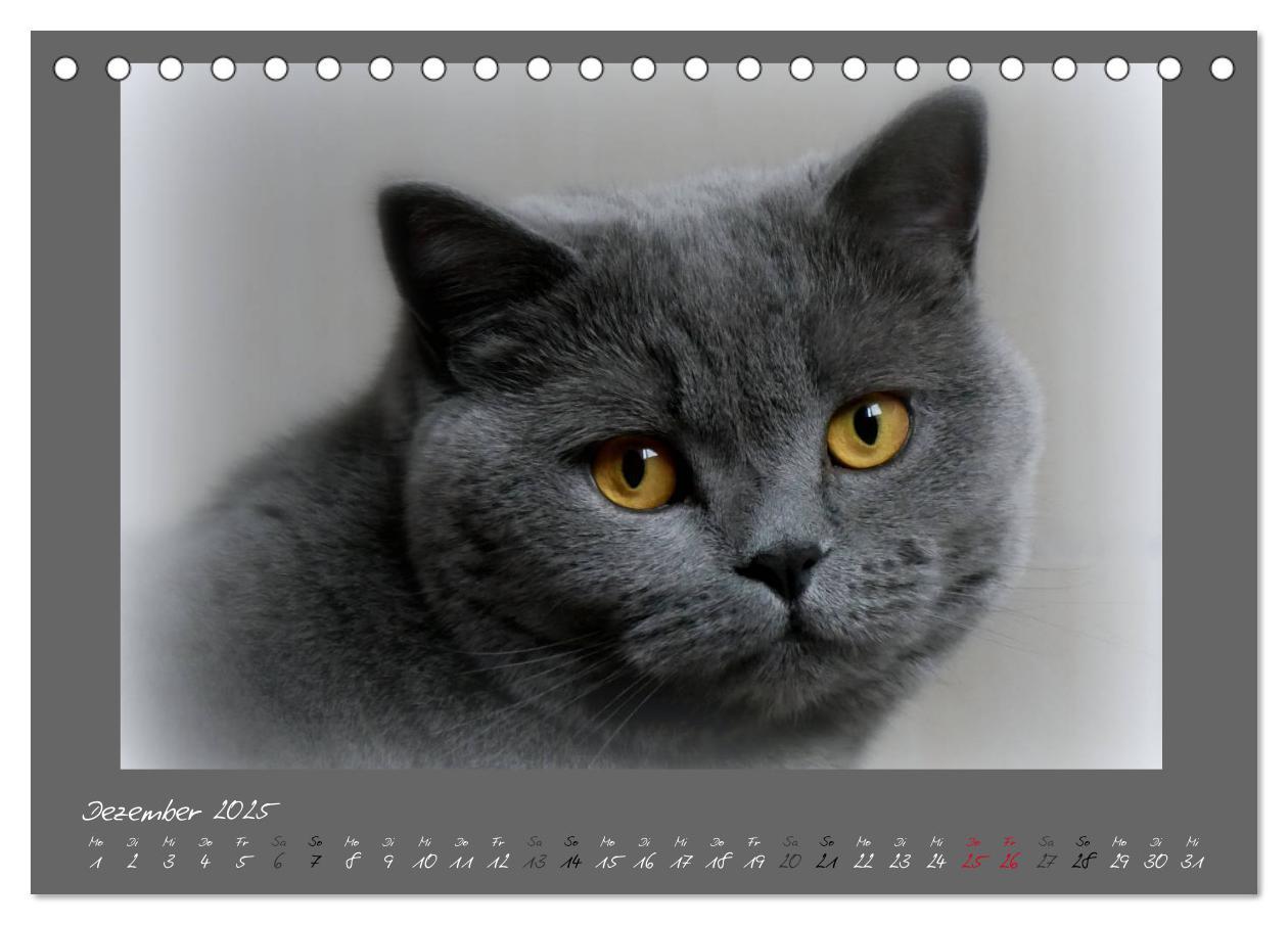 Bild: 9783435400331 | GRAUE ENGEL Britischkurzhaar-Katzen (Tischkalender 2025 DIN A5...